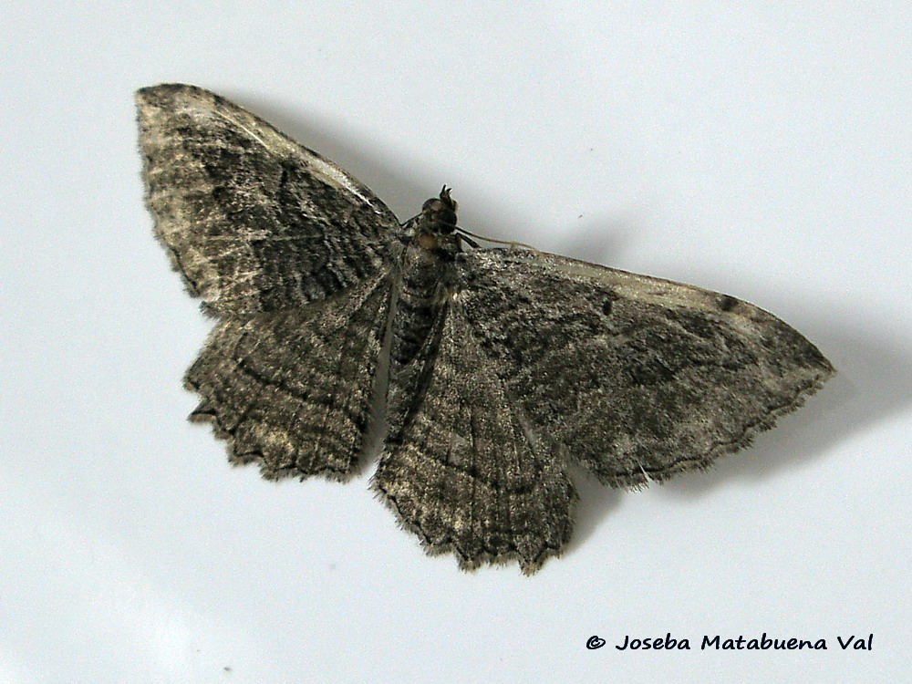 Philereme transversata - Geometridae